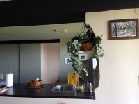 IMG 5080  hanging plant