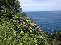 IMG 5092  escaped garden flowers