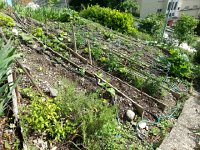 20170605 170440  5 June - the garden in early June