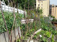 20170605 170450  the space not at all occupied by crops