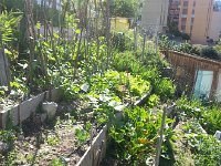 20170617 104245  17 June . garden filling in