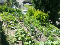 20170617 104252  David Cronin looked after it while we were in Spain