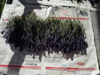 20170617 190028  another harvest