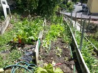 20170630 140306  30 June - garden harvested and still growing