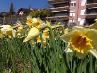 IMG 4455  this is the patch of ground in the bend in Avenue Collondale where the railroad crosses