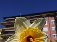 IMG 4457  it used to be entirelz covered with daffodils before a construction project