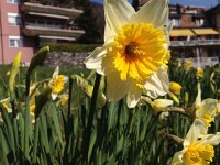 IMG 4458  but it&#39;s still really densely covered with healthy bulbs of a variety of colors