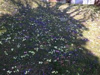 IMG 4460  this is the lawn at David&#39;s house where I also picked this year