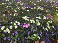IMG 4461  close up of the flowers in the lawn in the shade of a big tree