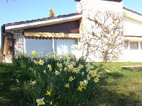 IMG 4462  daffodils in bloom at Maison Cronin