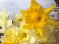 IMG 4469  this is the second of 22 daffodil photos!