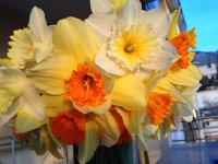 IMG 4535  bouquet of daffodils