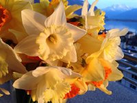 IMG 4536  bouquet of daffodils with dents du Midi