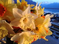 IMG 4537  bouquet of daffodils
