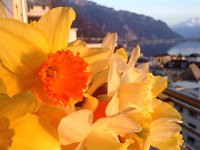 IMG 4538  bouquet of daffodils