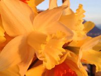 IMG 4539  bouquet of daffodils