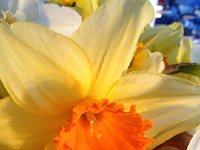 IMG 4542  bouquet of daffodils