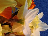 IMG 4543  bouquet of daffodils