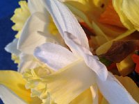 IMG 4544  bouquet of daffodils