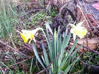 20170310 074814  10 March - first daffodil!