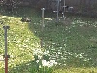 20170320 165604  20 March - daffodils everywhere no