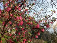 20170325 162252  25 March - flowers near the highway