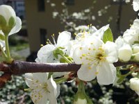 20170330 151105  30 March - apple blossum