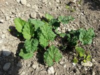 20170330 151827  rhubarb sprouting