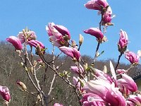 20170330 153651  magnolia