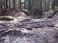 20170330 165038  roots in the gorge du Chaudron