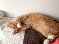 FullSizeRender  can you hear him purring?