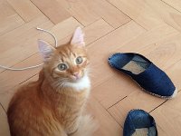 IMG 3992  could these be toys? great shot of his fuzzy tail keeping his toes warm