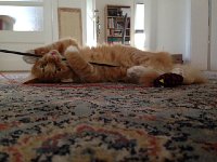 IMG 4076  being playful