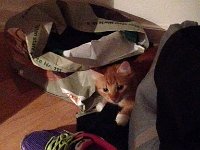 IMG 4089  hiding with the footwear