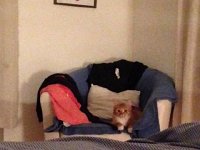 IMG 4114  Comfy chair