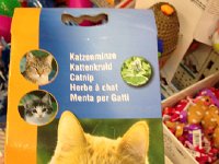 IMG 4534  Catnip is a key ingredient for cat training