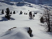 20170327 154100  treeline