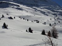 20170327 154253  treeline