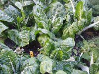 20170520 190744  awesome chard!