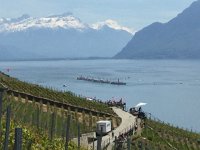 IMG 0990  vineyard, lake, mountains
