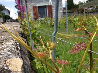 IMG 4824  noting color differences