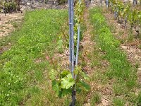 IMG 4826  varieties in the Conservatoire Mondial