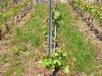 IMG 4827  varieties in the Conservatoire Mondial2