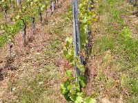 IMG 4828  varieties in the Conservatoire Mondial