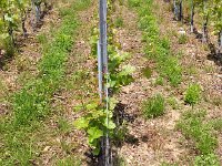 IMG 4829  varieties in the Conservatoire Mondial