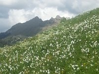 20170523 165438  Cape au Moine and a few narcissus