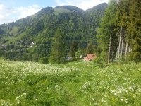 20170523 165723  Nermont at the top: few narcissus