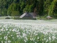 20170523 170131  very dense!