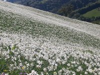 20170523 170557  stunning display mid sloope