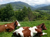 20170524 142945  My cows near Châtel-St-Denis